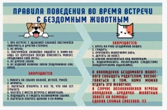 Правила поведения при встрече с безнадзорными собаками