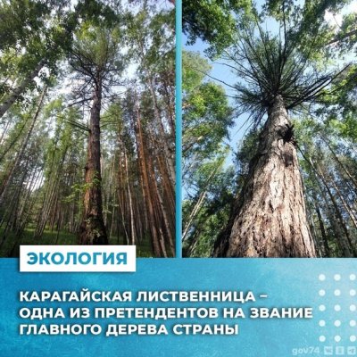 Самая старая лиственница Челябинской области претендует на звание главного дерева страны