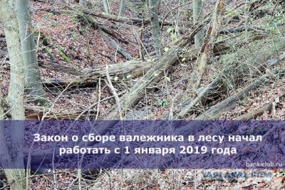 Заготовка валежника - что нужно знать, чтобы не нарушить закон