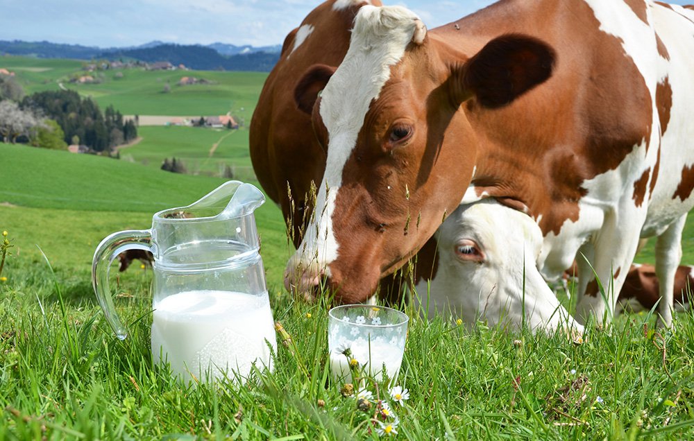 Минпромторг: в системе маркировки молока заранее зарегистрировались почти 90% фермеров