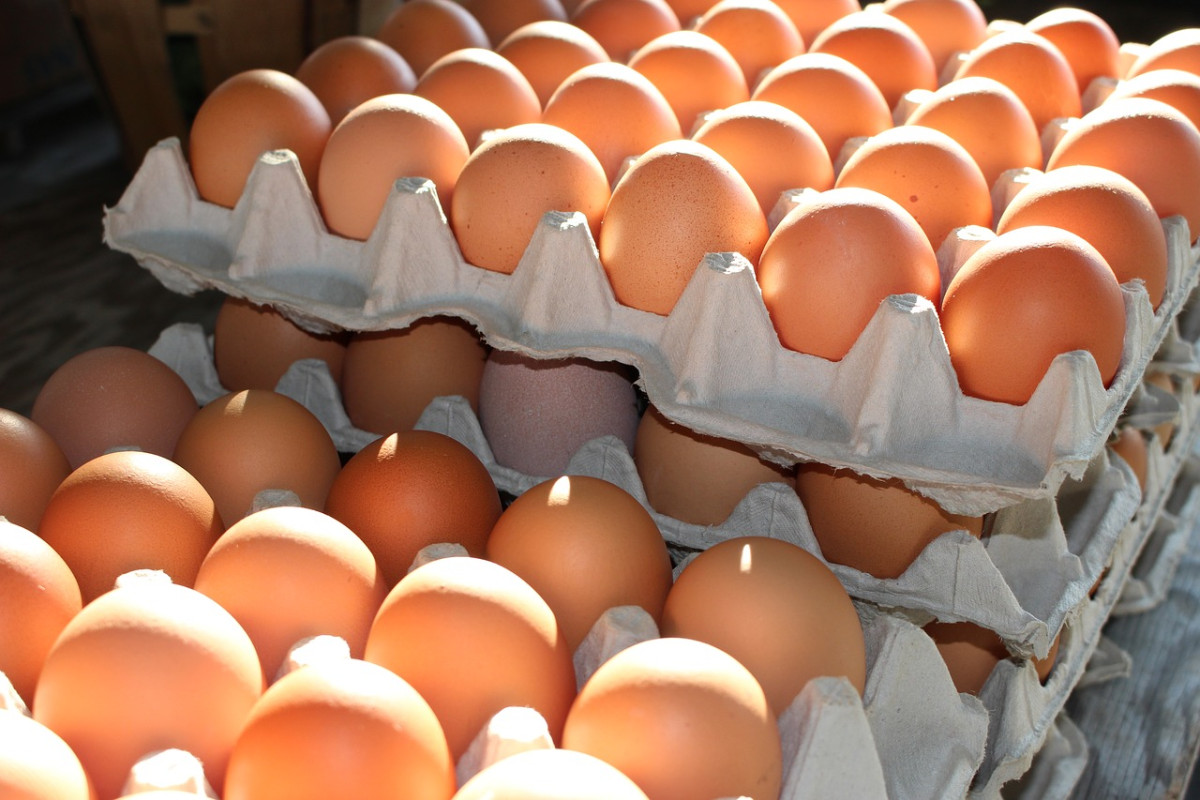 Челябинские птицефабрики в 2024 году увеличат выпуск яиц до 1,7 миллиарда штук