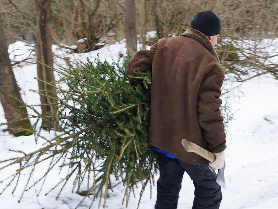 Незаконную рубку новогодних деревьев