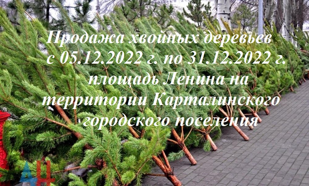 Продажа хвойных деревьев и товаров новогоднего ассортимента