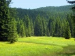 Более 600 рейдов по выявлению незаконных рубок проведено лесной охраной на территории Челябинской области