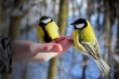 Как сделать правильную кормушку и помочь пернатым зимой: стартовала акция «Хранители птиц» 