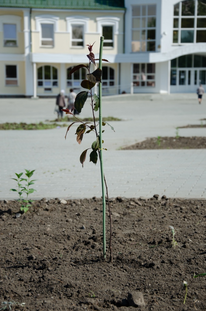 Роялти.jpg Роялти.jpg