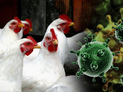 Южноуральская межрайонная ветеринарная станция сообщает о возникновении  гриппа птиц у дикой водоплавающей птицы