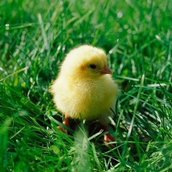 Проект  "Жидэ сибекай"