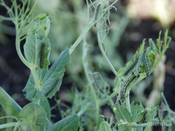Вспышка числа вредителя – результат погодных условий и цикличности его развития 