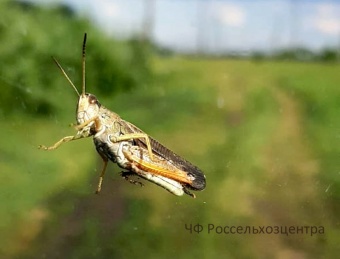 Не нужно сеять панику, саранча в Кизильском районе под контролем