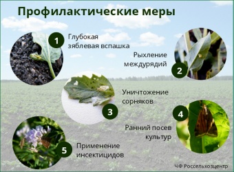 Уничтожайте сорняки, не дайте шанса заселиться на Урале луговому мотыльку