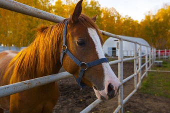 Бешбармак из осетра и дом хоббита: стартовало народное голосование в акселераторе по сельскому туризму