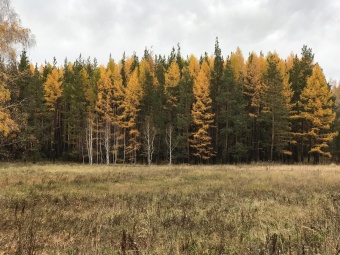 Поправки «Единой России» в Лесной кодекс сделают сферу оборота древесины более прозрачной